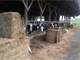 Acre Beef or Dairy Heifer Operation Photo 6