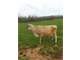 204 Acre Dairy Farm for Sale
