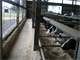 Robotic Dairy 120 Cows -Registered Holstein Herd Photo 2