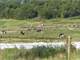 400 Acres Fertile Tillable Land. Working Dairy .120 Head Milking Now