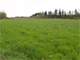 Mid-Willamette Valley Oregon Dairy with High Quality Soils Photo 14