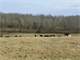 Certified Organic Active Dairy-Great Beef or Dairy Farm Photo 10