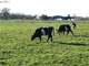 Willamette Valley Grass Based Dairy Photo 4