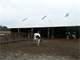 400 Cow Dairy in Belgium Wisconsin Photo 16