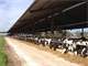 Dairy Farm for Sale in Florida. 130 Acres Dairy Farm Photo 1