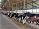 500 Sand-Bedded Free Stall Dairy Operation for Sale in Central City Iowa Photo 6