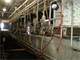 Organic 500 Cow Dairy in Clovis New Mexico