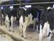Show Off Your Registered Holsteins This Dairy