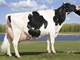Southeastern Wisconsin Dairy for Show Off Your Registered Cattle