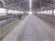 State the Art Dairy Facility