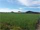 Tlaxcala Mexico Acres Dairy Farm Including 600 Holstein Cows and Calves