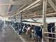 Arizona Dairy Located in Great Feed Area Photo 6