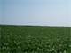 134 Acres Dairy Site in Argyle Wisconsin Southern Wisconsin