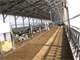 1500 Cow Show Place Complete Dairy Minnesota Photo 14