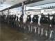 1500 Cow Show Place Complete Dairy Minnesota Photo 4