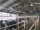 1500 Cow Show Place Complete Dairy Minnesota Photo 8