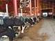 Complete Dairy Parlor Freestalls Youngstock Housing Two Homes Photo 6