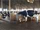 Complete Dairy Parlor Freestalls Youngstock Housing Two Homes Photo 7