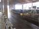 Very Expandable Dairy in Juneau County Photo 12