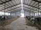 240 Acres 400 Cow Dairy Dane County Photo 8