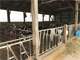 200 Cow Dairy Wdouble 6 Herringbone Parlor Photo 13