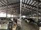200 Cow Dairy Wdouble 6 Herringbone Parlor Photo 9