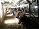 Very Nice Hobby Farm Possible Small Dairy Photo 3