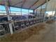 Turn Key Dairy in Centeral Wisconsin Photo 10