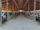 Turn Key Dairy in Centeral Wisconsin Photo 3