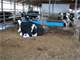 Robotic Dairy 120 Cows -Registered Holstein Herd Photo 3