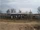 Robotic Dairy 120 Cows -Registered Holstein Herd Photo 4