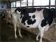 Robotic Dairy 120 Cows -Registered Holstein Herd Photo 6