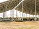 240Ac North FL Dairy Farm for Sale. New 224 Stall Barn