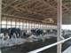 270 Ac. Active Dairy Mi. South Lexington Ky. Excellent Home and Setup