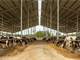 240Ac North FL Dairy Farm for Sale. New 224 Stall Barn Photo 12