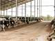 240Ac North FL Dairy Farm for Sale. New 224 Stall Barn Photo 7