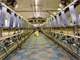 Spacious and Efficient Turn-Key 1500-Cow Willamette Valley Organic Dairy Photo 3
