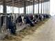 Spacious and Efficient Turn-Key 1500-Cow Willamette Valley Organic Dairy Photo 8
