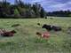 Organic Grass-Fed Dairy and Beef Farm Photo 10