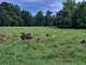 Organic Grass-Fed Dairy and Beef Farm Photo 11
