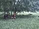 Organic Grass-Fed Dairy and Beef Farm Photo 12