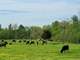 Organic Grass-Fed Dairy and Beef Farm Photo 13