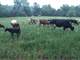 Organic Grass-Fed Dairy and Beef Farm Photo 14