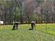 Organic Grass-Fed Dairy and Beef Farm Photo 15