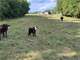 Organic Grass-Fed Dairy and Beef Farm Photo 16