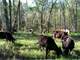 Organic Grass-Fed Dairy and Beef Farm Photo 19