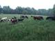 Organic Grass-Fed Dairy and Beef Farm Photo 1