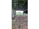 Organic Grass-Fed Dairy and Beef Farm Photo 5