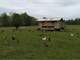 Organic Grass-Fed Dairy and Beef Farm Photo 7