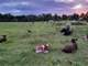 Organic Grass-Fed Dairy and Beef Farm Photo 9